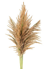 Fototapeta premium Bunch of reeds spikelets isolated on a white background. Autumn bulrush ears.