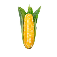 A fresh corn cob with green husk, isolated on a transparent background. Perfect for food and agriculture projects.