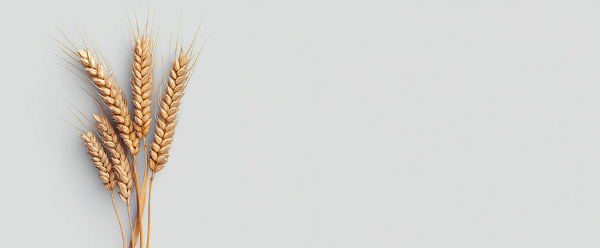 An ear of wheat isolated on transparent background, wheat, plant, agriculture, ear, cereal, nature, grain