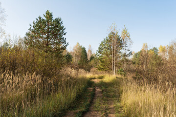 Obraz premium A dirt path winds through a field of tall grass. The path is lined with trees on both sides, and the sky is a clear blue.