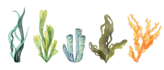 A mix of watercolor coral, sea tube sponge and seaweed clipart in green, blue, and orange tones. This ocean illustration set for tropical and underwater design themes. Algae isolated elements © Fofito