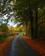 road in autumn forest