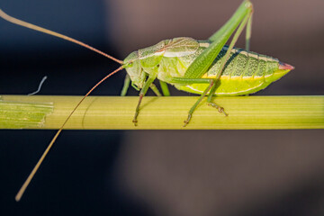 A green grasshopper is standing on a green leaf