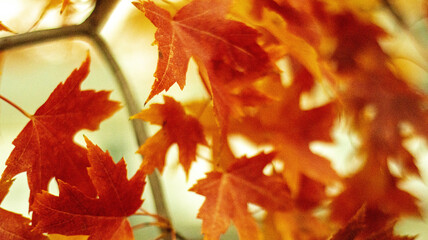 Autumn Pattern: Maple Leaves