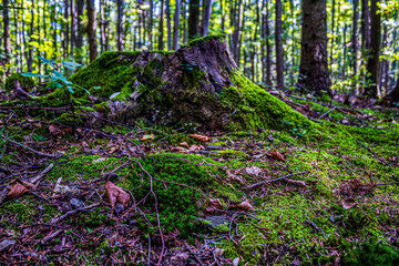 Landscapes - Forest - Europe, Romania, Suceava region