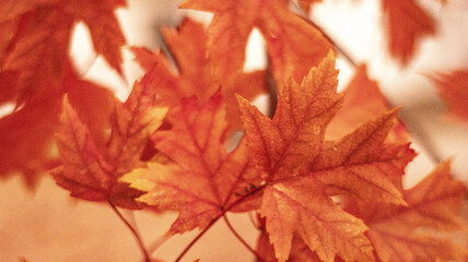 Autumn Pattern: Maple Leaves