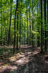 Obraz premium Landscapes - Forest - Europe, Romania, Suceava region