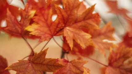 Autumn Pattern: Maple Leaves