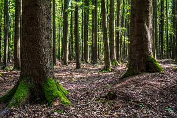 Landscapes - Forest - Europe, Romania, Suceava region