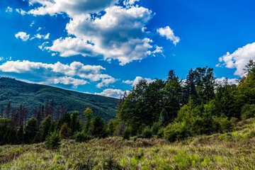 Landscapes - Forest - Europe, Romania, Suceava region