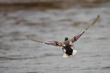 Pato bravo a voar sobre a água num rio ,nome cientifico Anas platyrhynchos