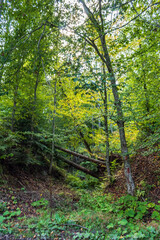 Obraz premium Landscapes - Forest - Europe, Romania, Suceava region