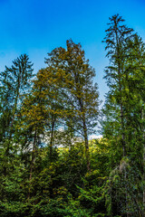 Landscapes - Forest - Europe, Romania, Suceava region