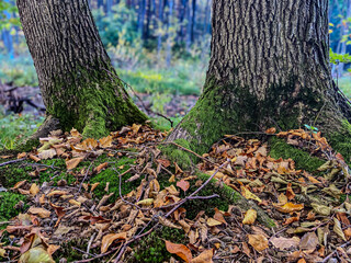 Landscapes - Forest - Europe, Romania, Suceava region