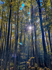 Landscapes - Forest - Europe, Romania, Suceava region