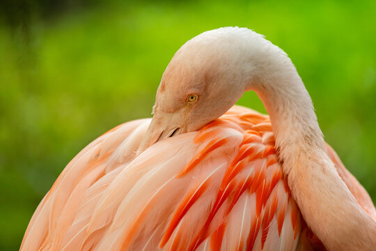 Portrait of  Caribbean Falmingo on the green backgorund