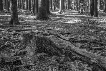 Landscapes -  Forest - Europe, Romania, Suceava region