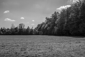 Landscapes -  Forest - Europe, Romania, Suceava region