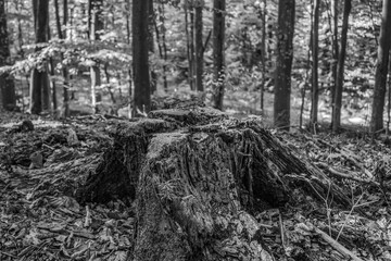 Landscapes -  Forest - Europe, Romania, Suceava region