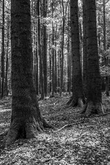 Naklejka premium Landscapes - Forest - Europe, Romania, Suceava region