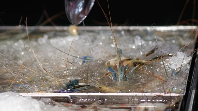 A close-up of fresh royal shrimp or langoustines on a bed of ice, highlighting their vibrant colors and texture. This scene emphasizes the allure of seafood and gourmet dining experiences.