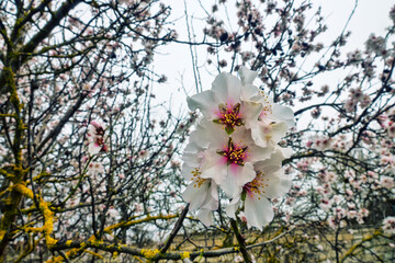 February bitter almond (Amygdalus communis) blossom, new pink flowers strewn the tree. Last year's fruits were preserved on the flowering branches. Symbol of virginity, purity and divinity art