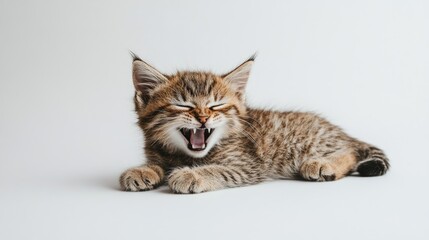 Playful Kitten Smiling in Studio Setting