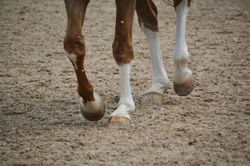 Closeup of a bay horse’s legs with white markings as it makes its way down the fence line in a...