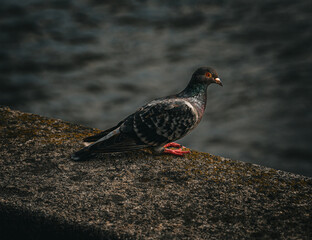 black headed pigeon