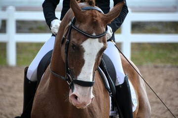 A closeup of a bay horse with white blaze as the rider readies to enter the dressage ring for a...