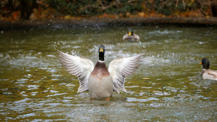 A male mallard duck flaps its wings energetically in a pond, surrounded by water droplets, creating a lively and dynamic scene on an autumn day.