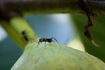 Close-Up of Ant on Green Plant Stem
