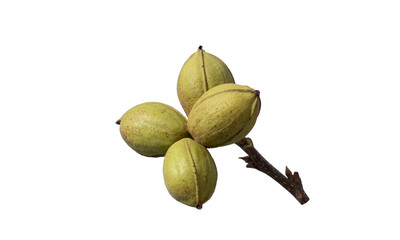 A branch of the pecan (Carya illinoinensis) with nuts in green nutshell  is about to harvest in the fall towards the end of October