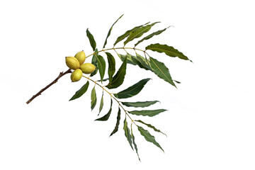 A beautiful branch of the pecan (Carya illinoinensis) with leaves and nuts in green nutshell ready...