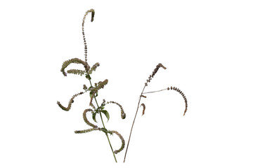 Aromatic flowers and seeds of a wild mint on the edge of a stream in late October, isolated on white background