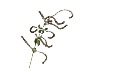 Aromatic flowers and seeds of a wild mint on the edge of a stream in late October, isolated on white background