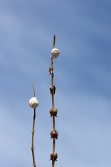 Fototapeta premium Shell snails on a herb twig in autumn