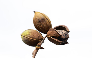 A branch of the pecan (Carya illinoinensis) with nuts in green pell ready for harvest in the fall towards the end of October