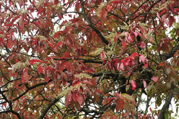 Fall red clusters of leaves and flowers
