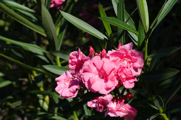 Pink Oleander Flowers in Sunlight Close-Up
. Close-up of vibrant pink oleander flowers in bloom...