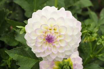 Zinnia flower