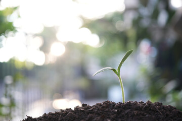 small growing pumpkin sprout plant growing
