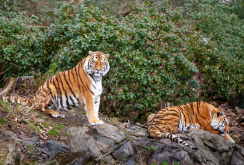 Two Siberian tigers (Panthera tigris altaica) endangered animals in zoo