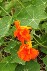 Orange pumpkin flowers