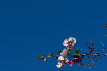 Delicate white bougainvillea flowers blooming on slender branches against a bright blue sky, evoking a serene Mediterranean atmosphere.
