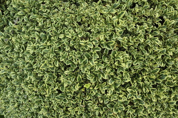 Silver King Euonymus Shrub Evergreen Leaves