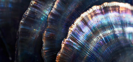 Black Shell Background: Elegant Iridescent Shell Textures with Wavy Lines and Shimmering Pearlescent Patterns - Abstract Iridescent Shell-like Layers with Rainbow Colors - Close-Up Macro Photograph