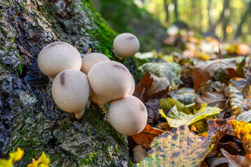 Young mushrooms Lycoperdon perlatum, commonly known as the common puffball mushroom, growing in a group in the forest among moss near a tree
