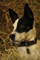 Terrier dog in hay mound