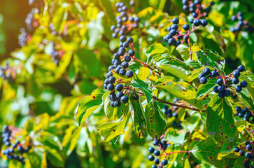 Sunlit Black dogwood berries Cornus foemina on bush with green leaves. Autumn berries in wild..